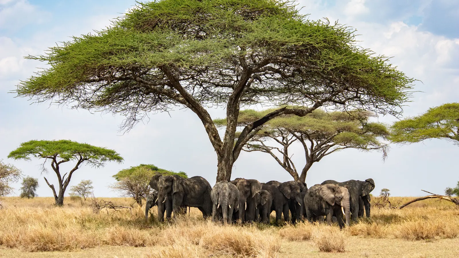 Amboseli National Park