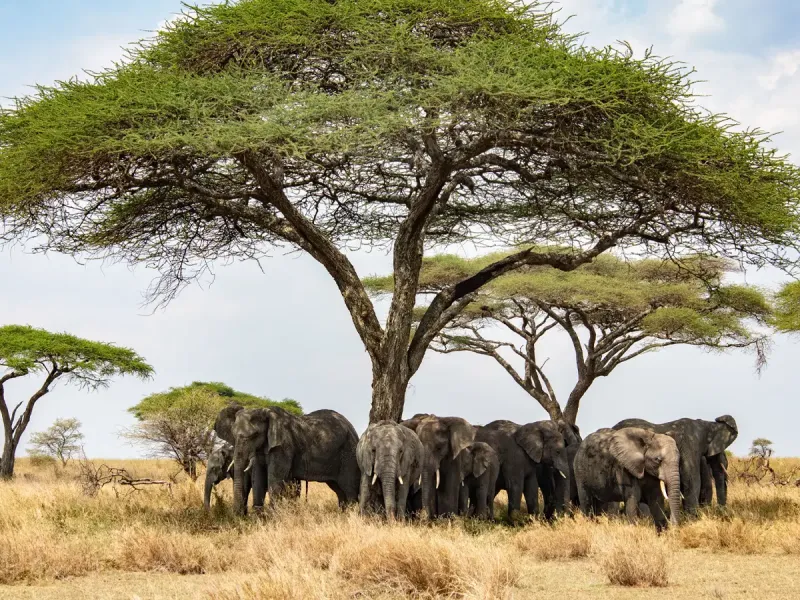 Amboseli National Park