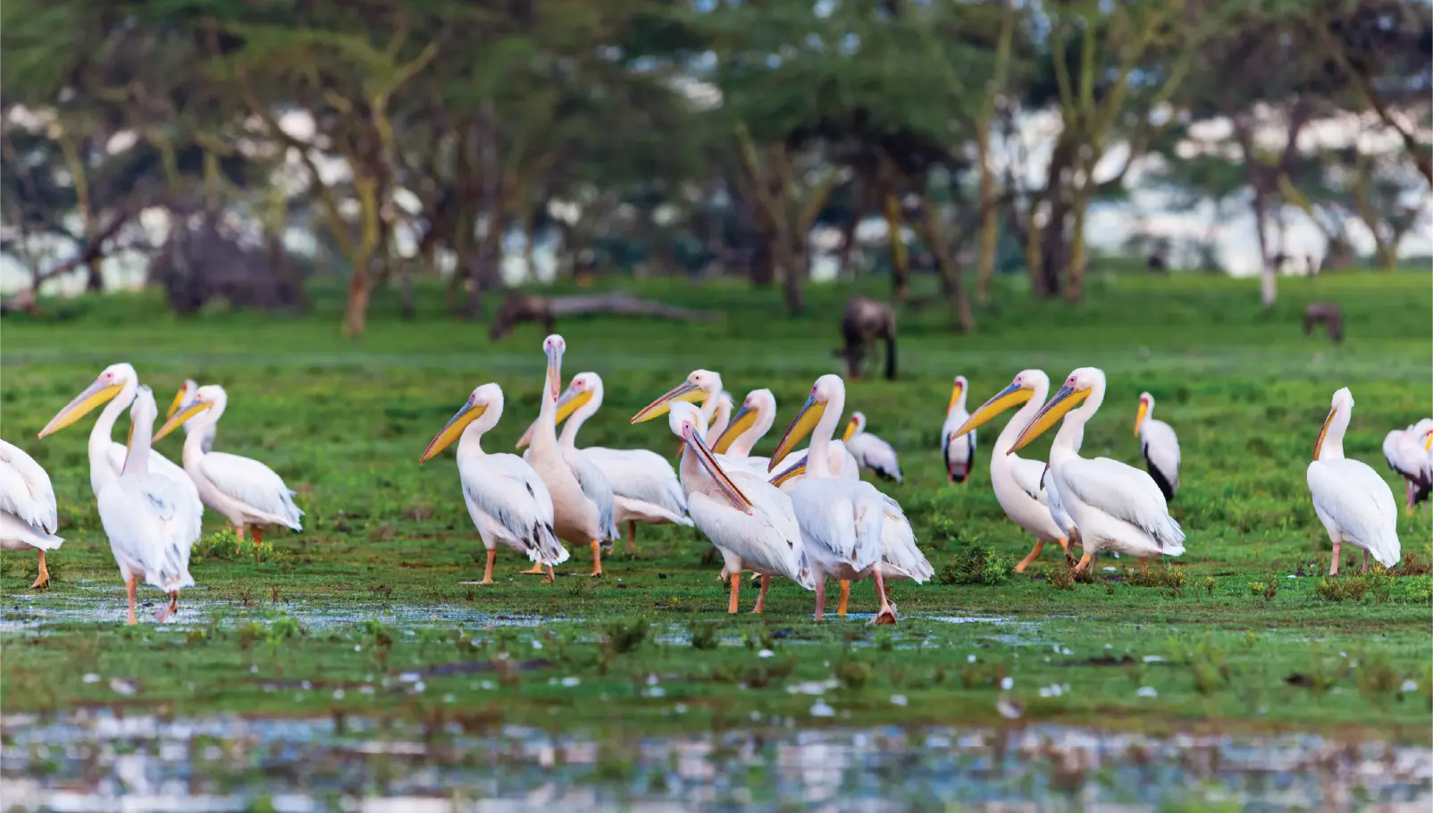 Lake Naivasha & Hell's Gate
