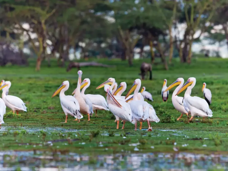 Lake Naivasha & Hell's Gate
