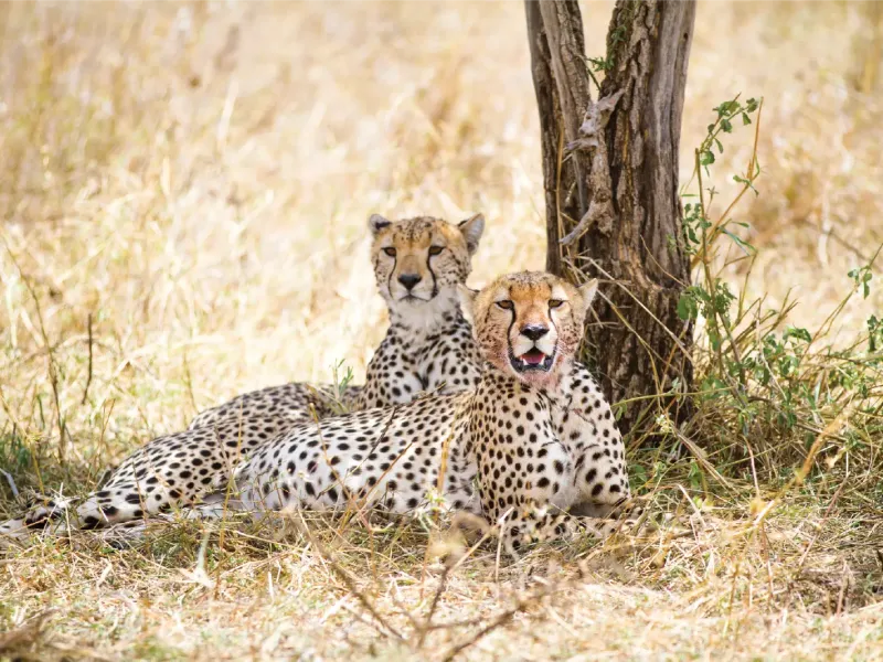 Masai Mara National Reserve