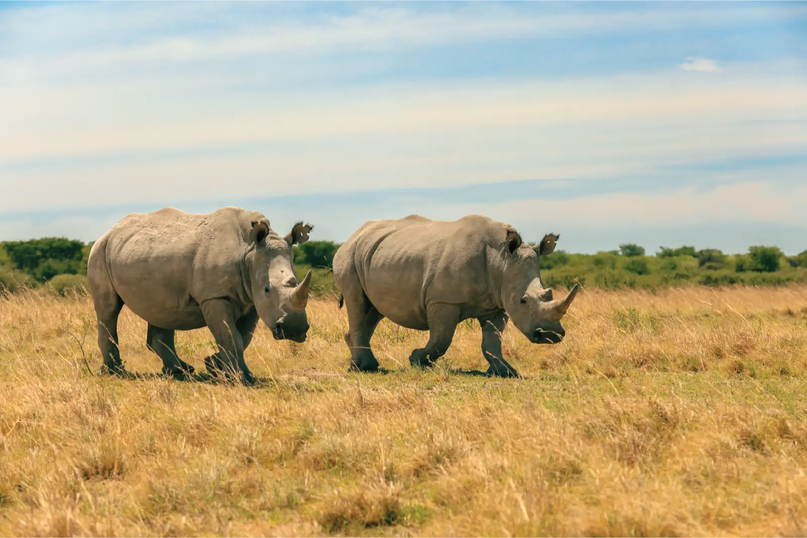 Ol Pejeta Conservancy