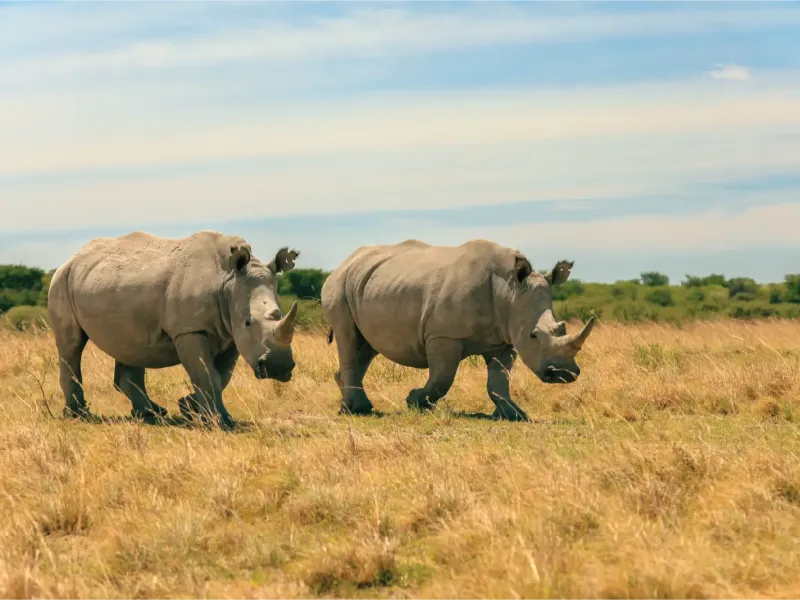Ol Pejeta Conservancy