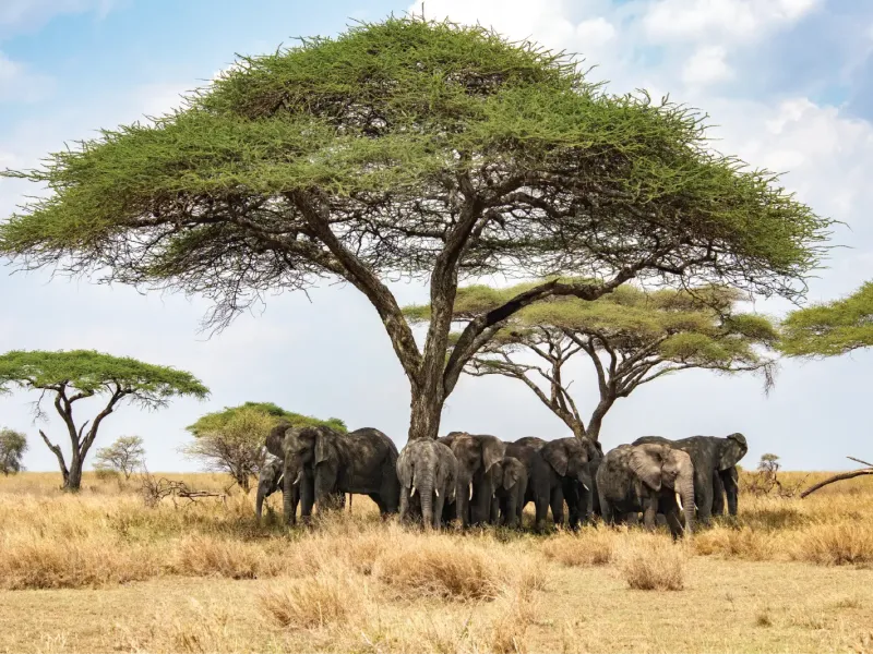Tarangire National Park