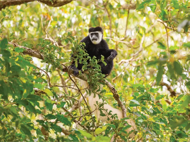 Volcanoes National Park