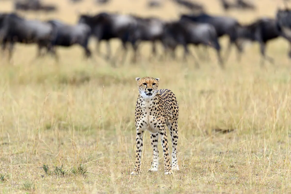 Hidden Gems of Kenya Safari — 8 Days Gallery