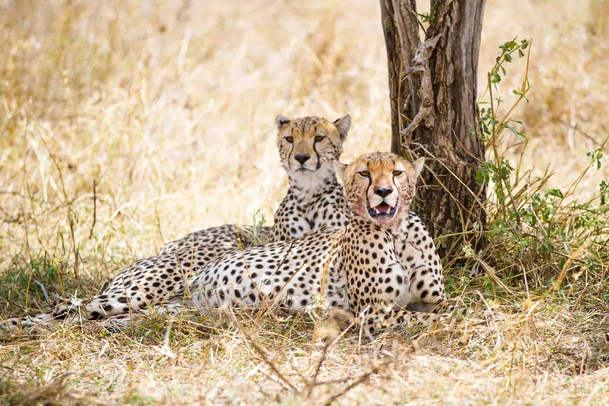 Tanzania Safari Package — 6 Days Gallery