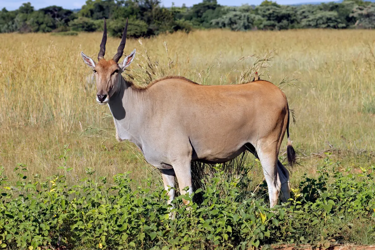 Hidden Gems of Kenya Safari — 8 Days Gallery