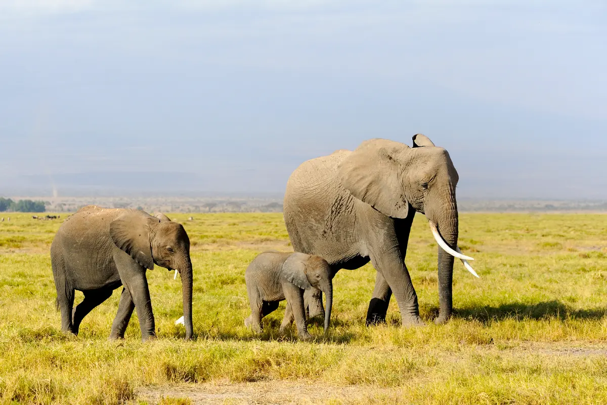 Best of Uganda Wildlife & Primate Safari — 13 Days Gallery