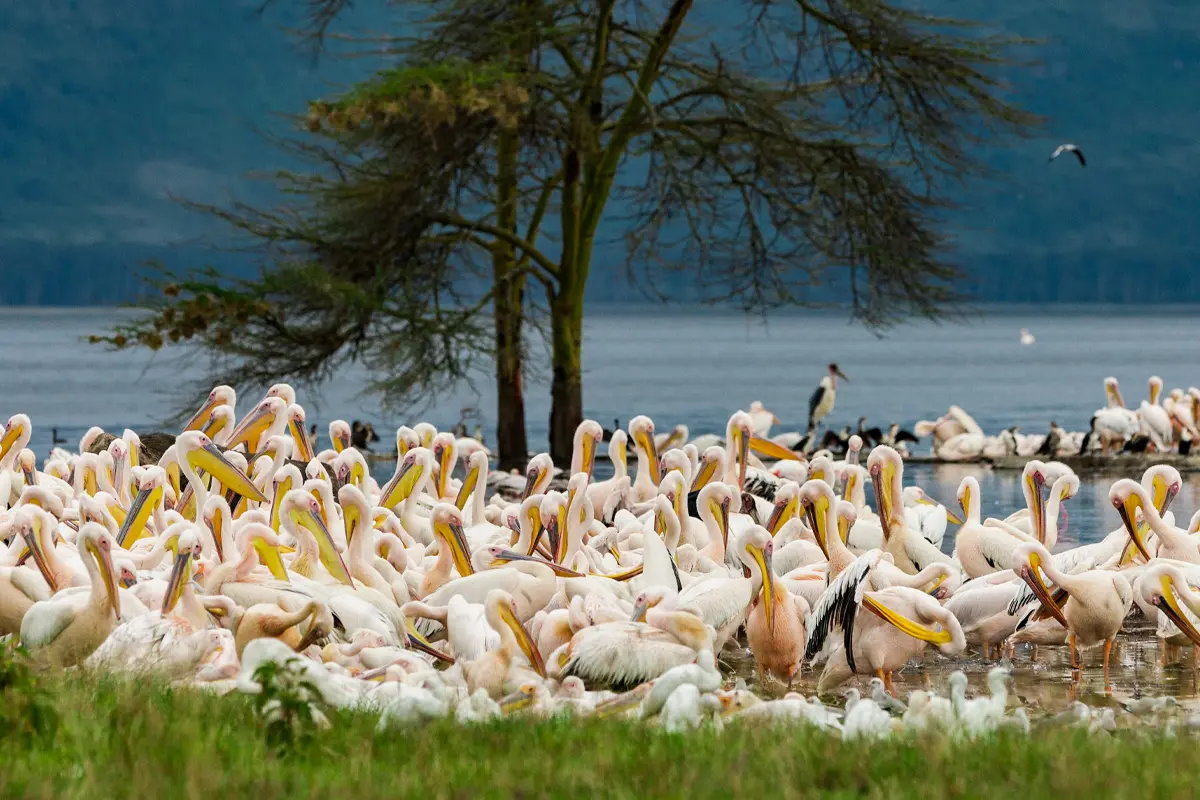 Tanzania Safari Package — 6 Days Gallery