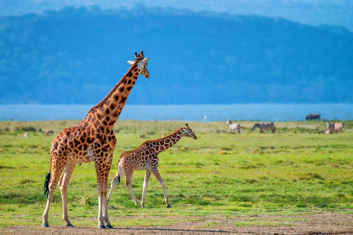 Best of Uganda Wildlife & Primate Safari — 13 Days Gallery