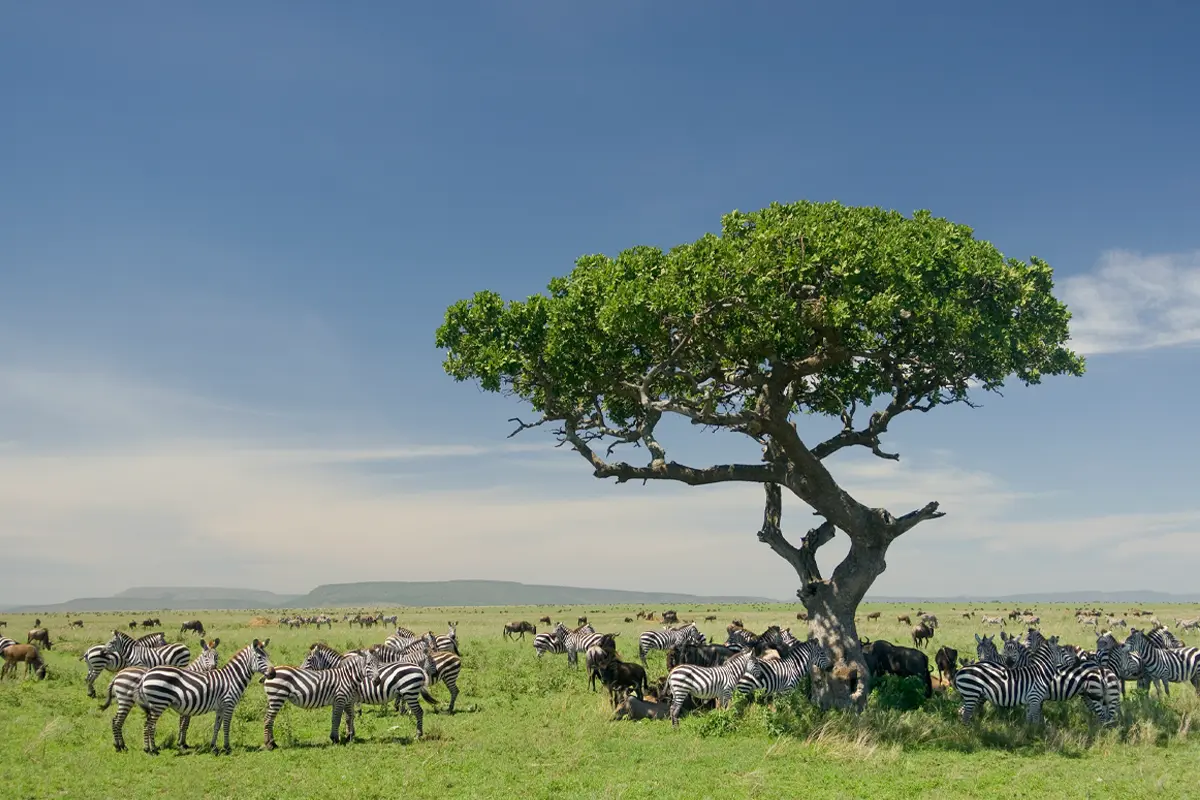 Tanzania Safari Package — 6 Days Gallery