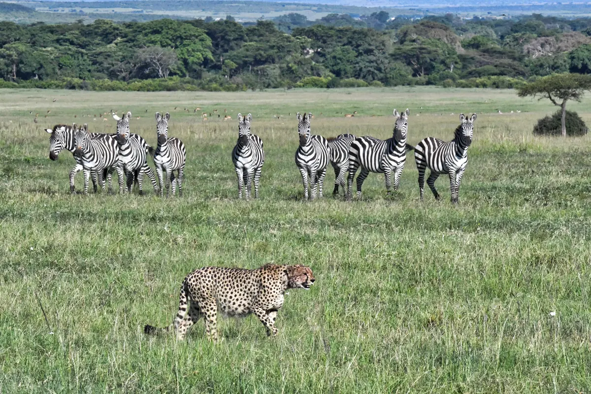 Best of Uganda Wildlife & Primate Safari — 13 Days Gallery