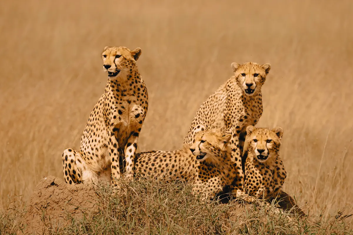 Kenya–Tanzania Migration Circuit — 10 Days Gallery