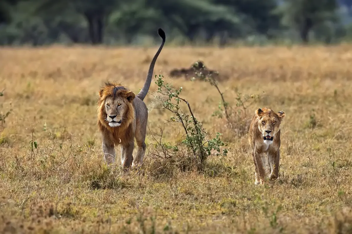 Kenya–Tanzania Migration Circuit — 10 Days Gallery