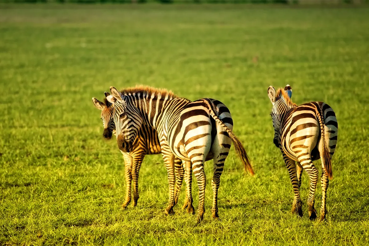 Best of Tanzania Safari — 4 Star Gallery