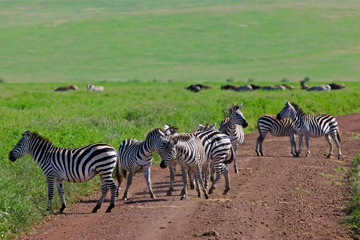 Tanzania Safari Package — 6 Days Gallery
