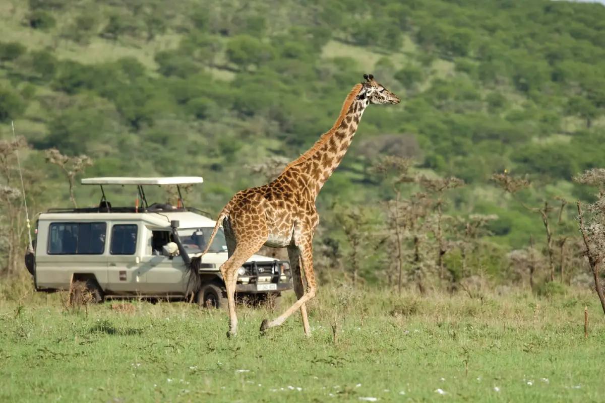 Kenya Safari & Diani Beach Holiday — 10 Days