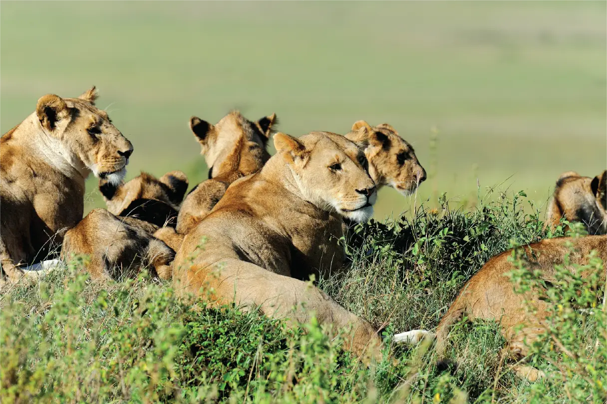 Masai Mara & Lake Nakuru Safari — 5 Days
