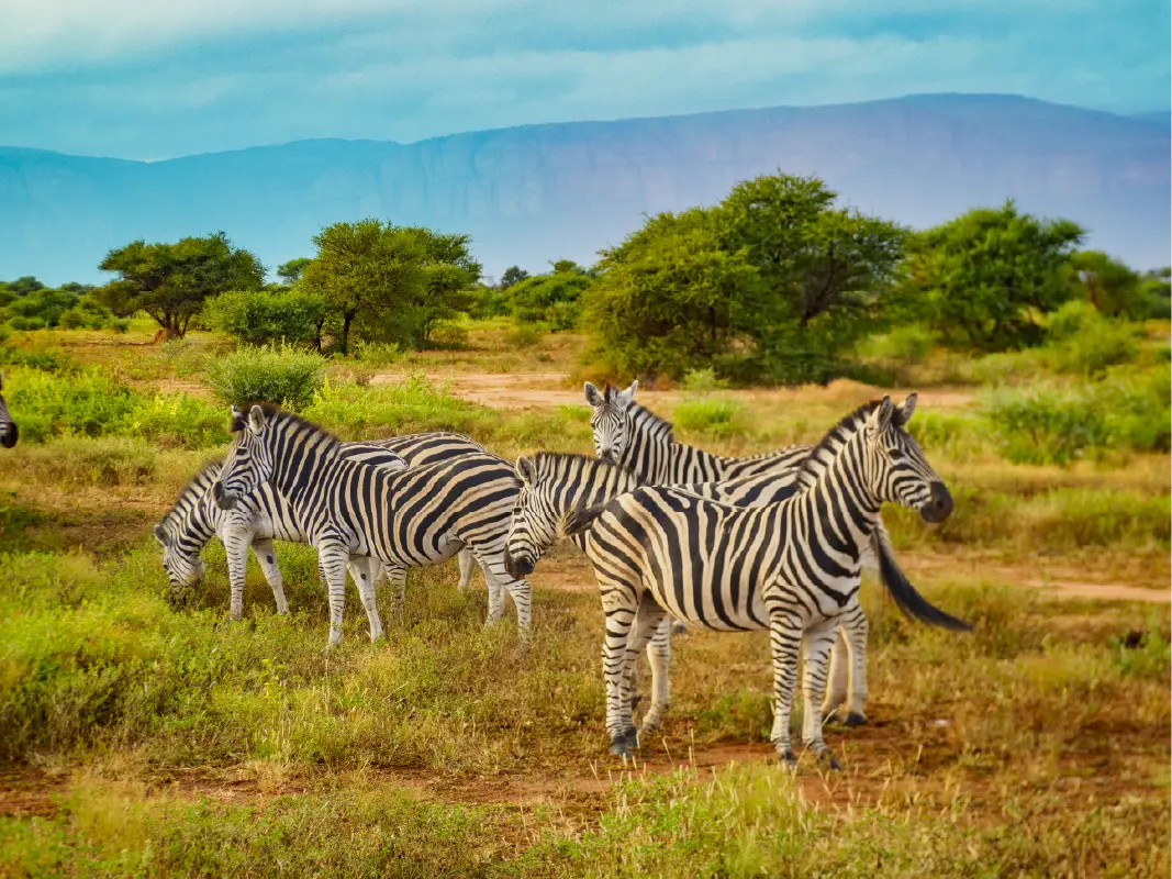 Best of Tanzania Safari — 4 Star