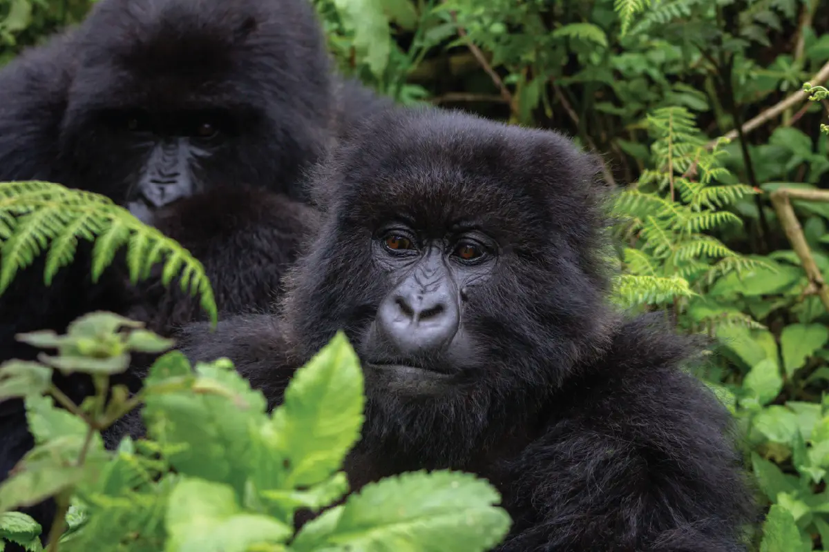 Best of Uganda Wildlife & Primate Safari — 13 Days