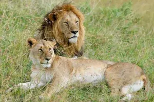 The Big Five: Everything You Need to Know Before Your Safari