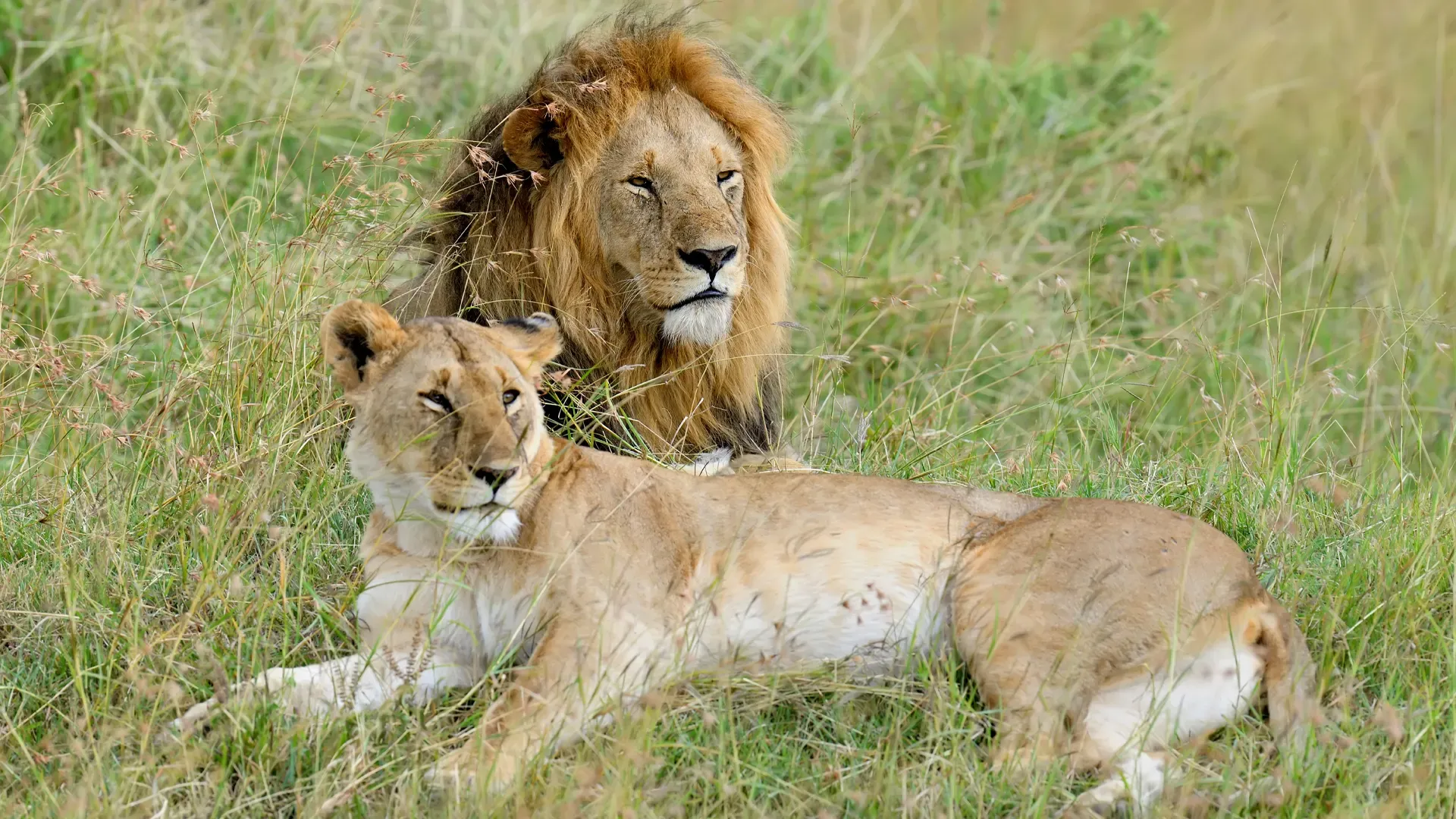 The Big Five: Everything You Need to Know Before Your Safari