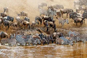 The Great Wildebeest Migration: A Complete Guide (When, Where & How to See It)