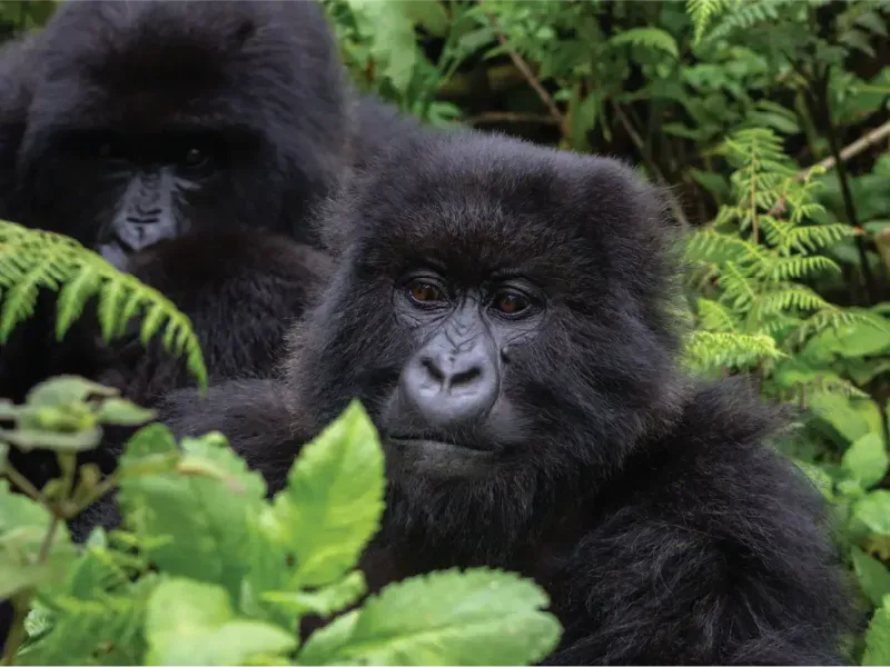 Akagera National Park