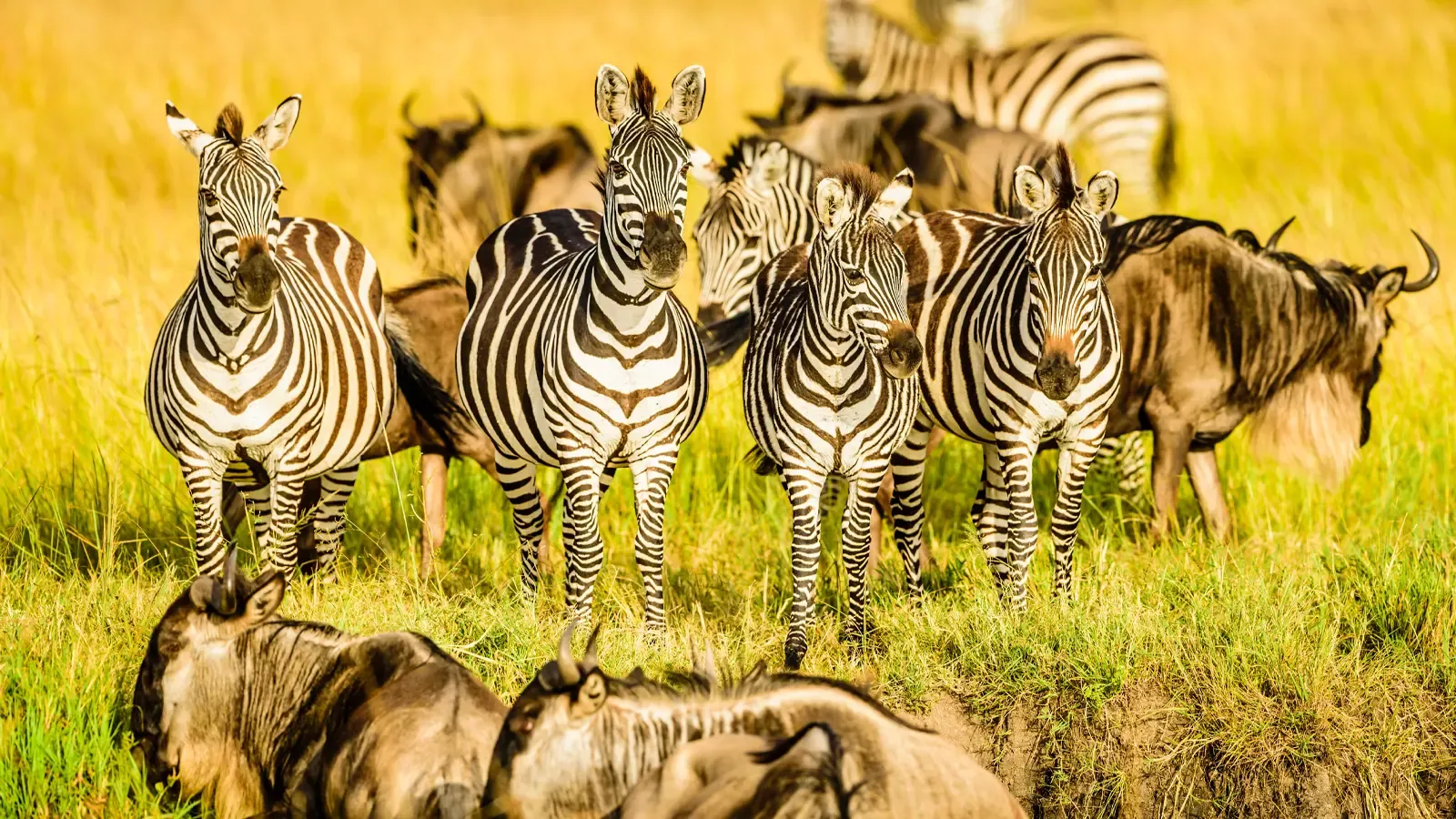 Lake Manyara, Serengeti & Ngorongoro — 6 Days