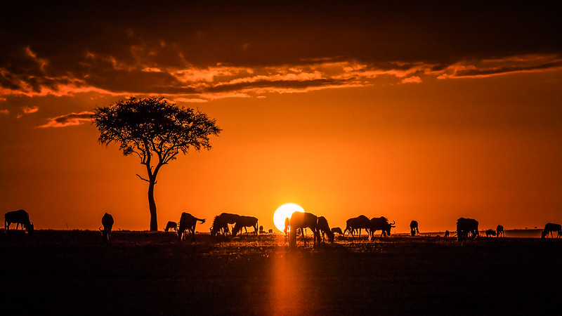 Tsavo bush safari