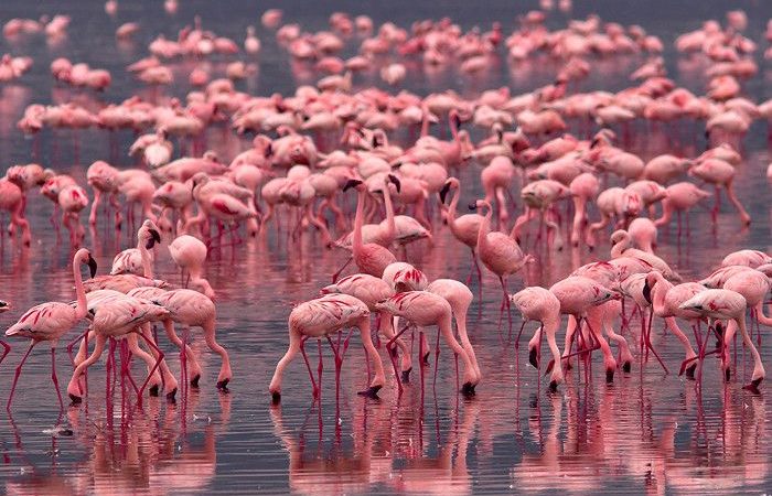 Great Lake Flamingoes