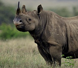 Aberdare Rhino