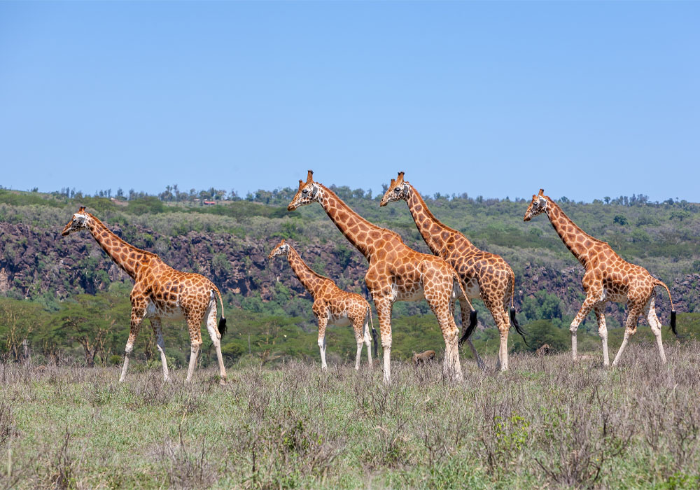 10 days 9 Nights safari adventure in Kenya - Pin Holidays & Safaris