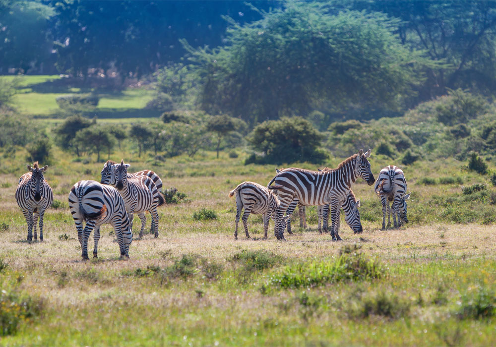 12 days classic kenya & tanzania safari - Pin Holidays & Safaris
