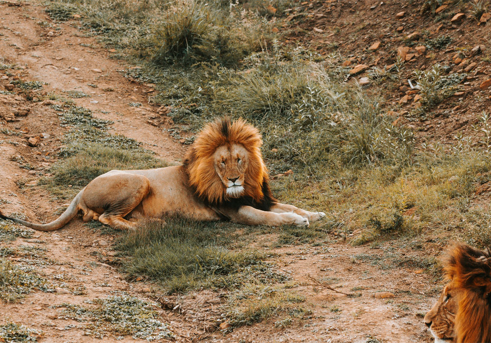 13 Days 12 Nights Kenyan safari - Pin Holidays & Safaris