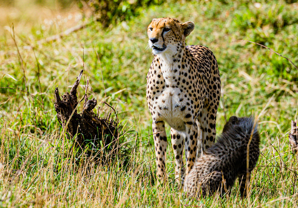 Cheetah in the Maasai Mara 2- Travel with Pin Holidays & Safaris