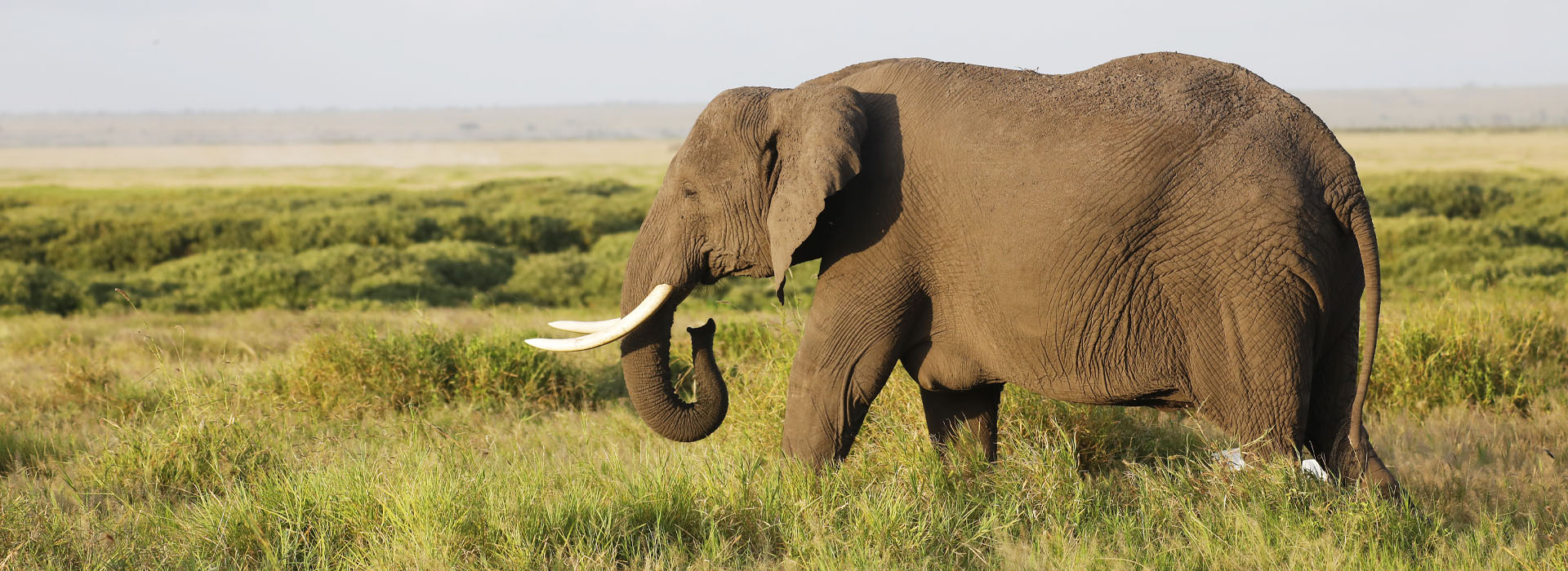 Elephant in Amboseli National Park - Travel with Pin Holidays & Safaris