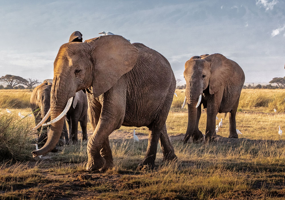 Elephant in Serengeti 2 - Travel with Pin Holidays & Safaris