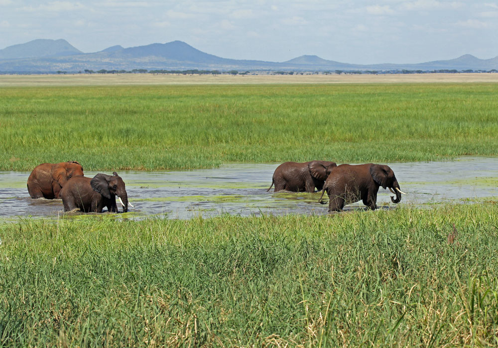 Elephants drinking water in Tarangire - Pin Holidays & Safaris