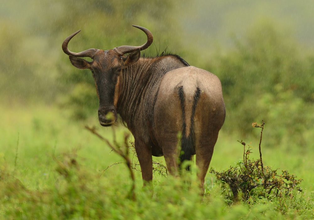 Wildebeest in Serengeti - Travel with Pin Holidays & Safaris
